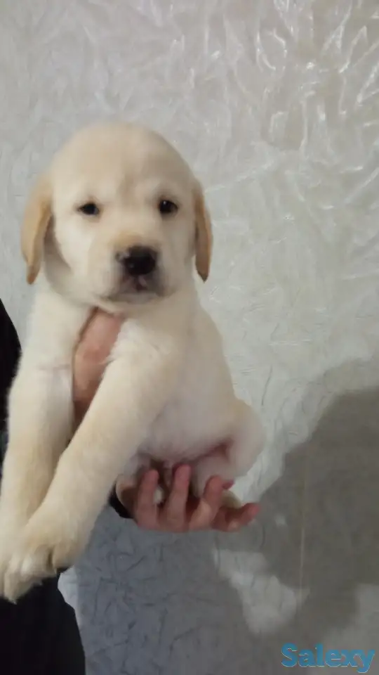 Продаются щенки Лабрадор ретривер, фотография 8