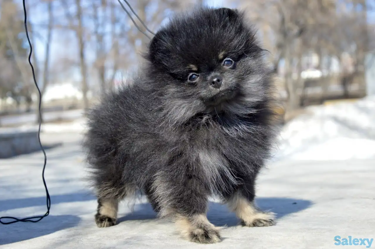 Щенки померанского шпица, фотография 1