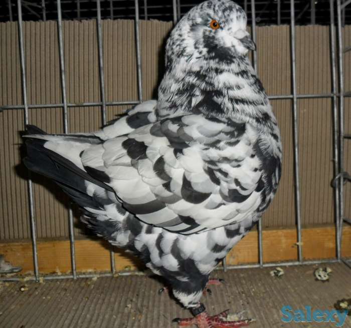 Голубы кингы, фотография 4