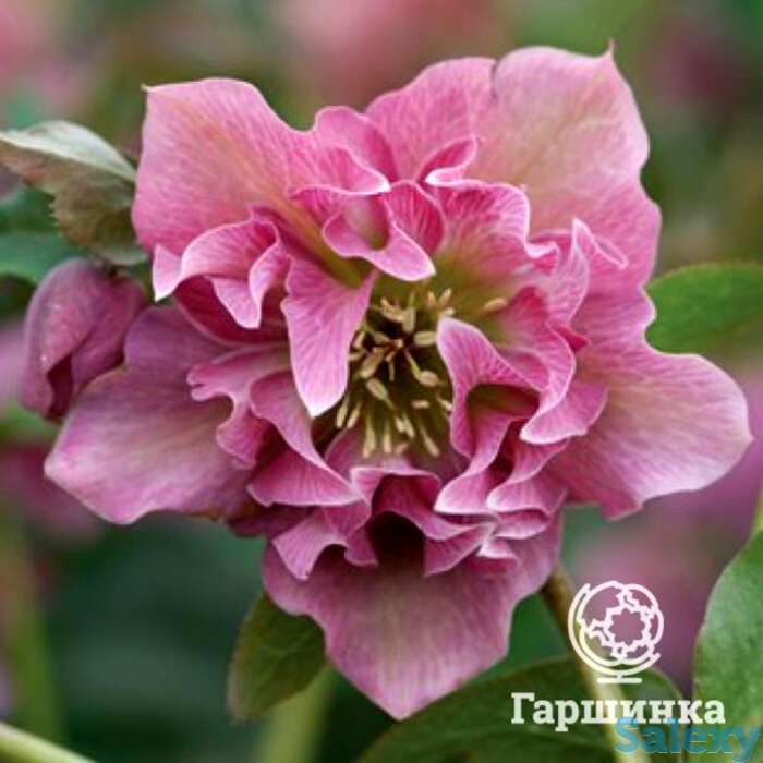 Морозник махровый эллен пинк, фотография 1