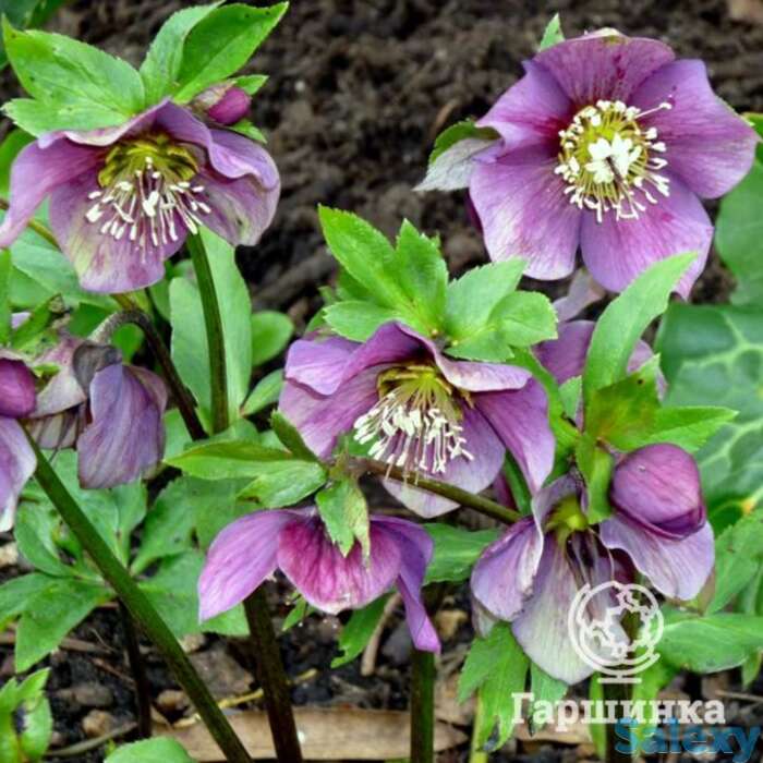 Морозник эрли пепл, фотография 1