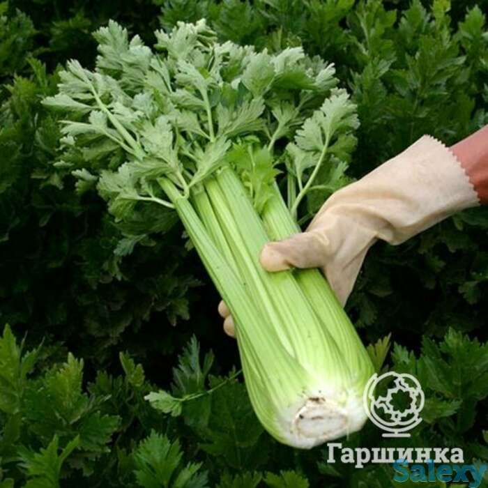 Семена Сельдерей Жених черешковый, фотография 1