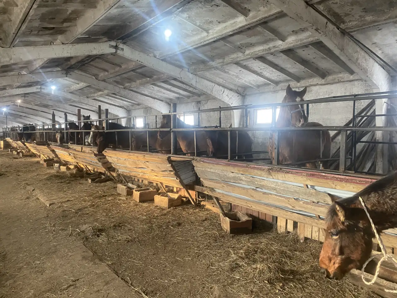 лошади согым, фотография 2