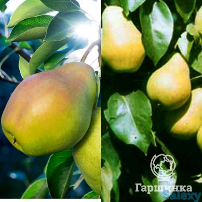 Груша 2 в 1: чижовская/августовская роса, фотография 1
