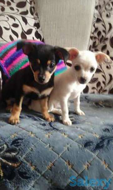 Продаются щенки карликового пинчера, фотография 1