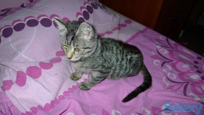 Отдам в добрые руки 2,5 месячного серого тигрового котёнка, девочку., фотография 5