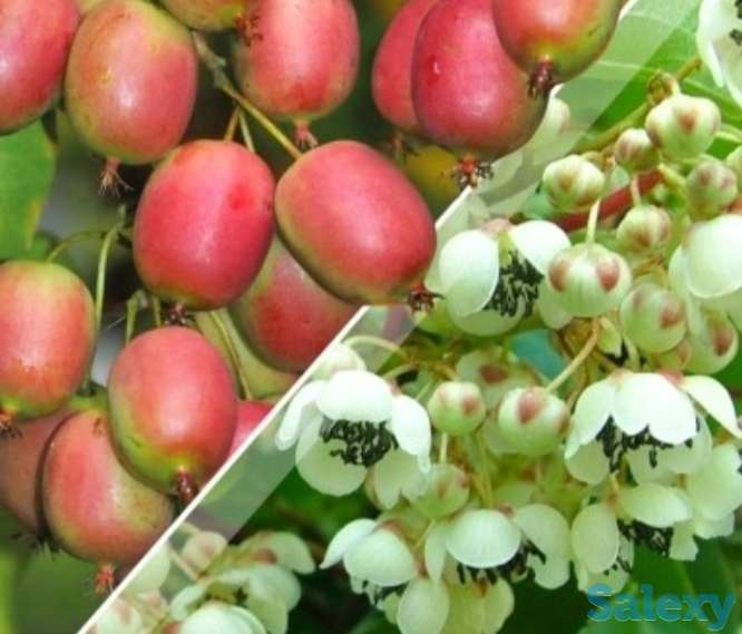 Саженец актинидии 