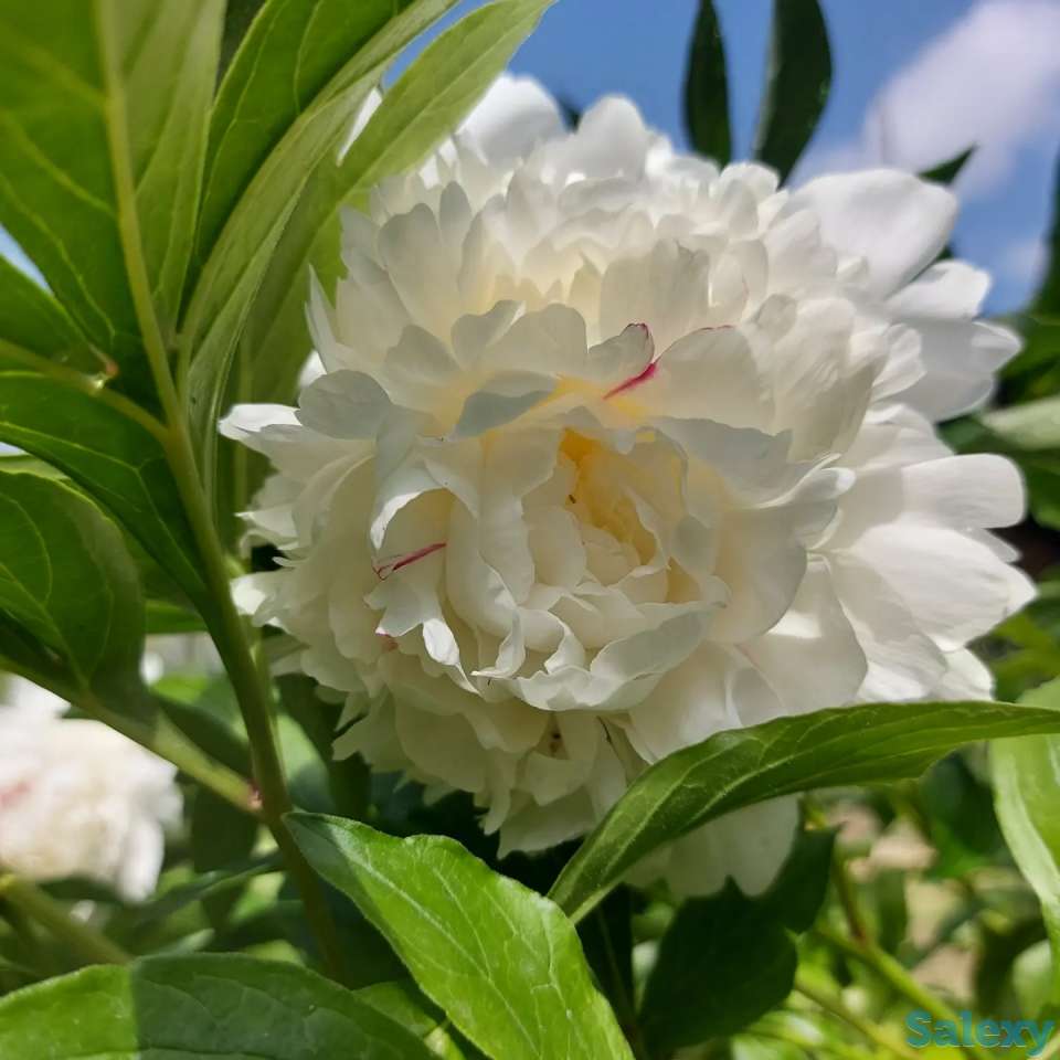 Пионы букеты Пионы с сада, фотография 2