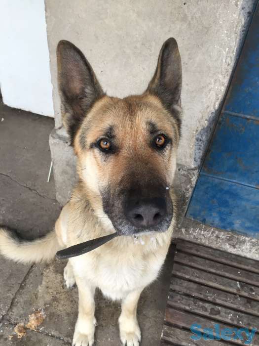 Дети подросли кушают сами звоните выбирайте уже можно!!!, фотография 5