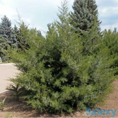 Ландшафтный дизайн, фотография 5