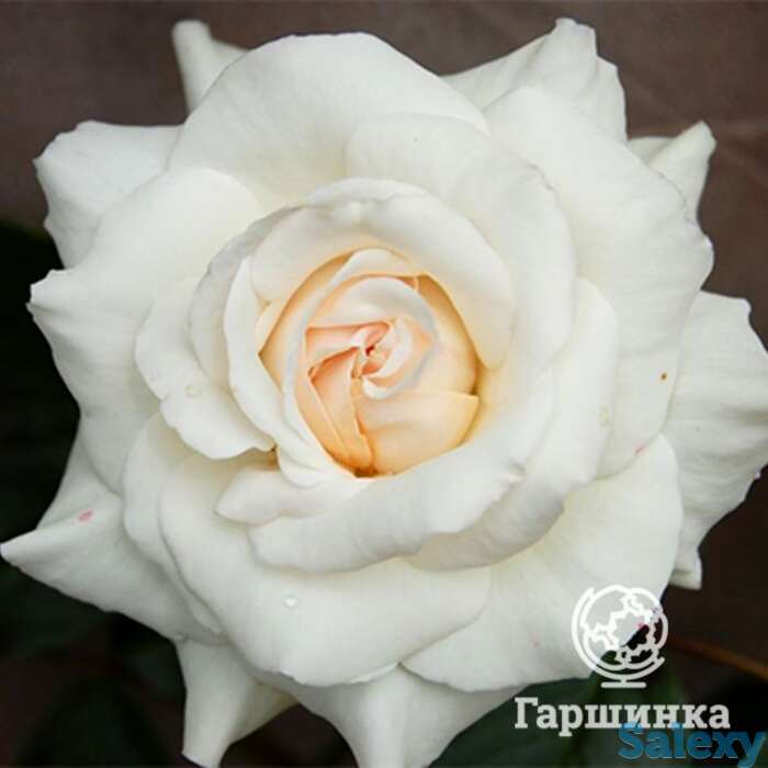 Роза сван лейк плетистая, топалович, фотография 1