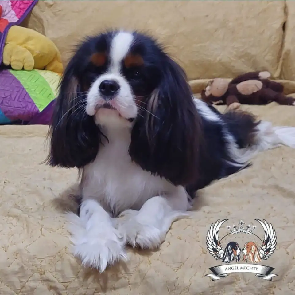 Профессиональный питомник ANGEL MECHTY., фотография 18