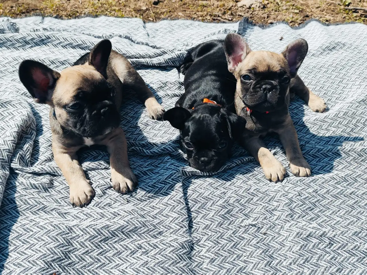 Щенки французского бульдога, фотография 2