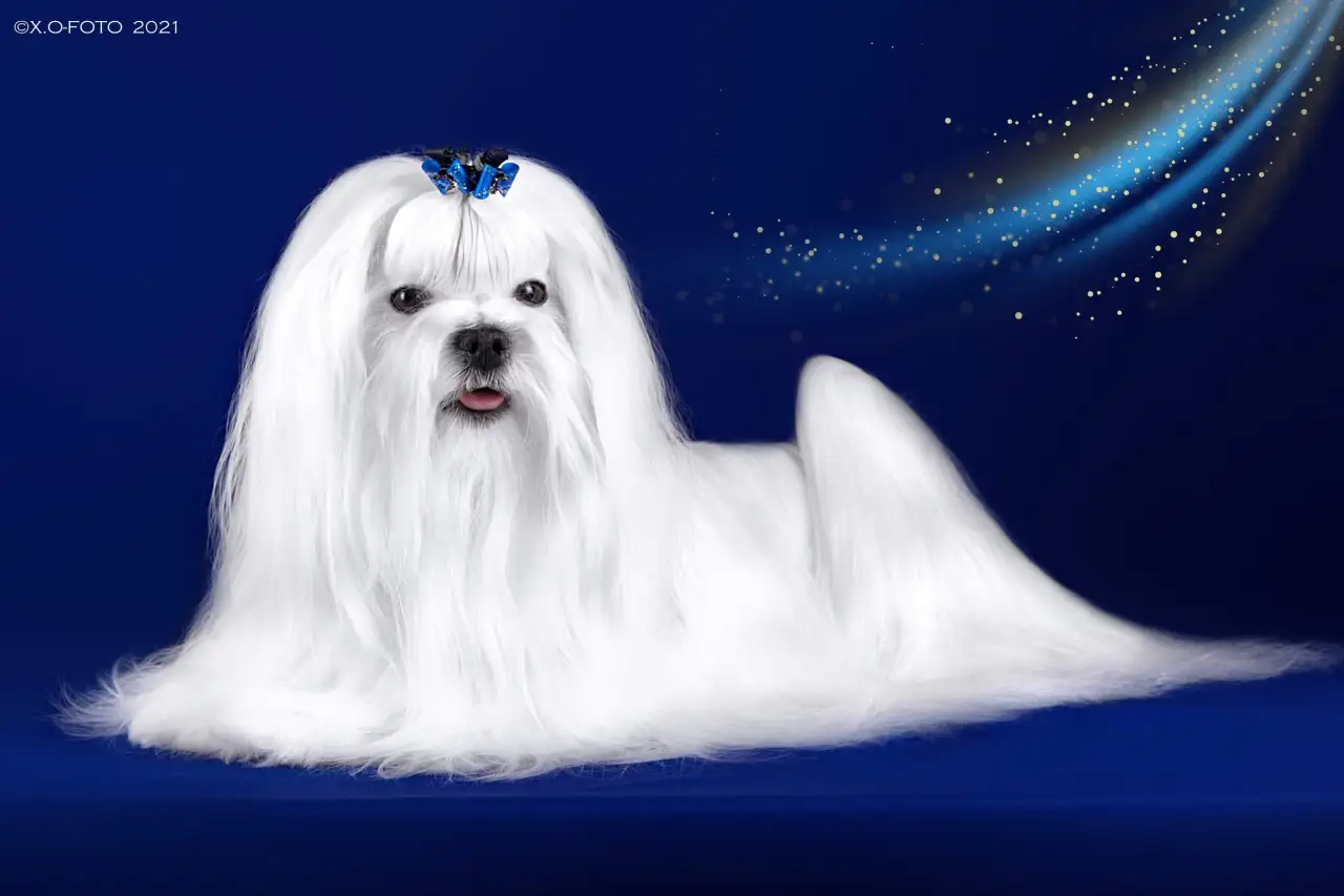 Щенок мальтезе, фотография 2