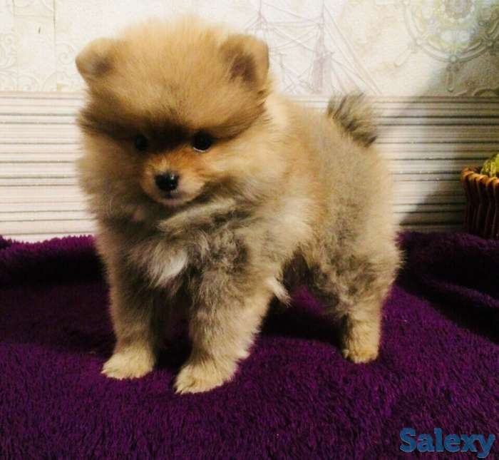 Щенков шпиц, фотография 4