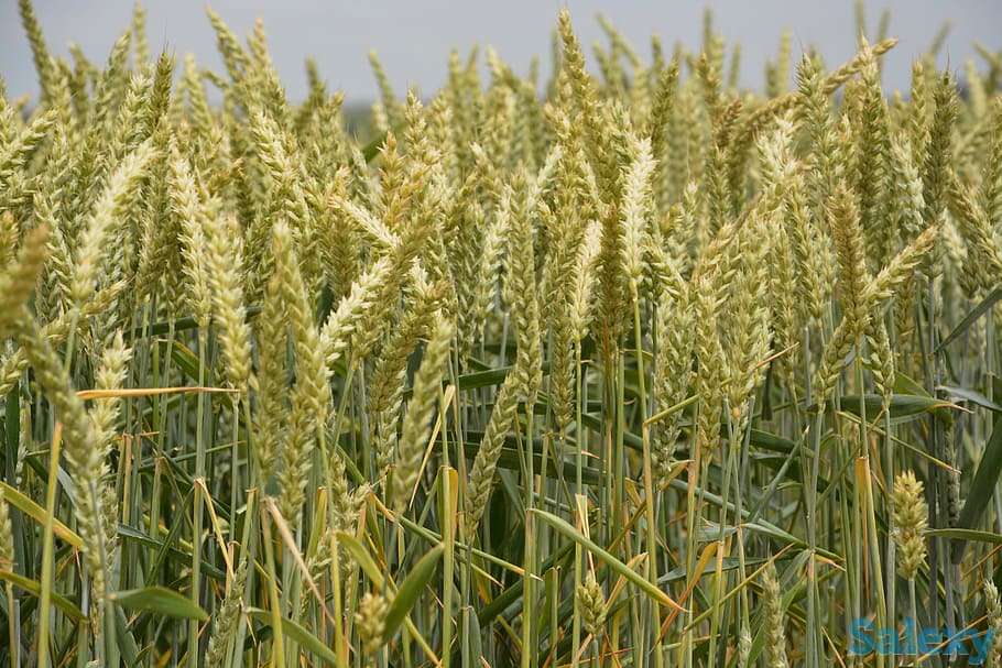 пшеница  оптом  от  5000тонн., фотография 8