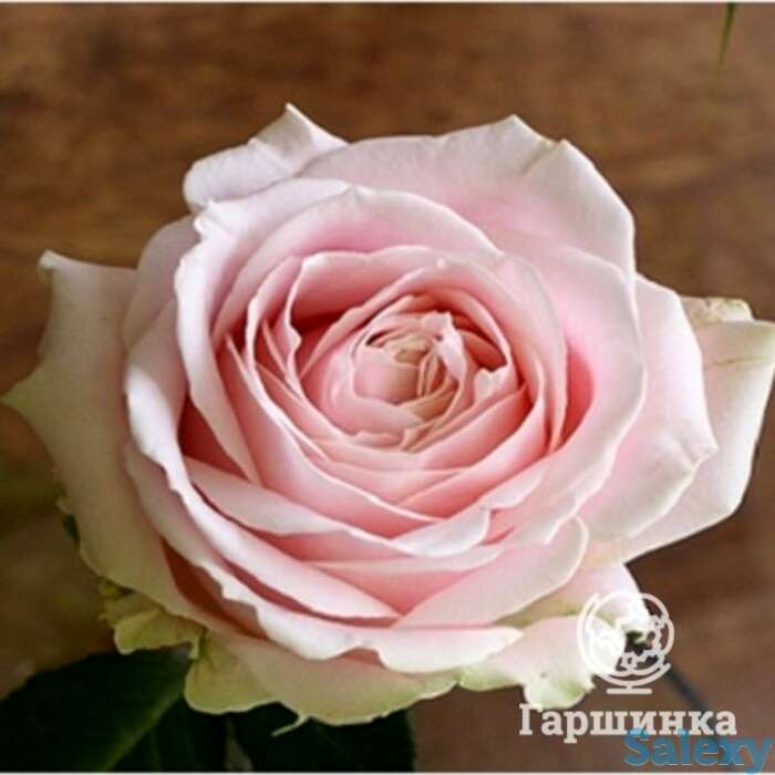 Роза свит аваланш чайно-гибридная, топалович, фотография 1