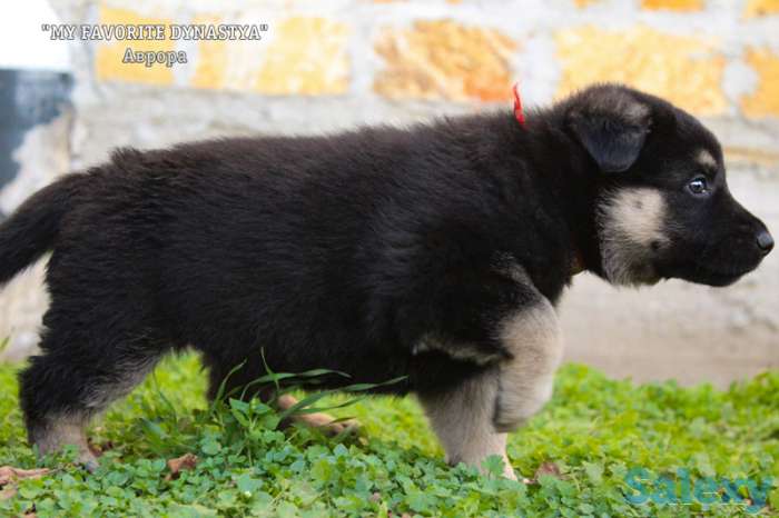 Щенки Восточноевропейской овчарки, фотография 10