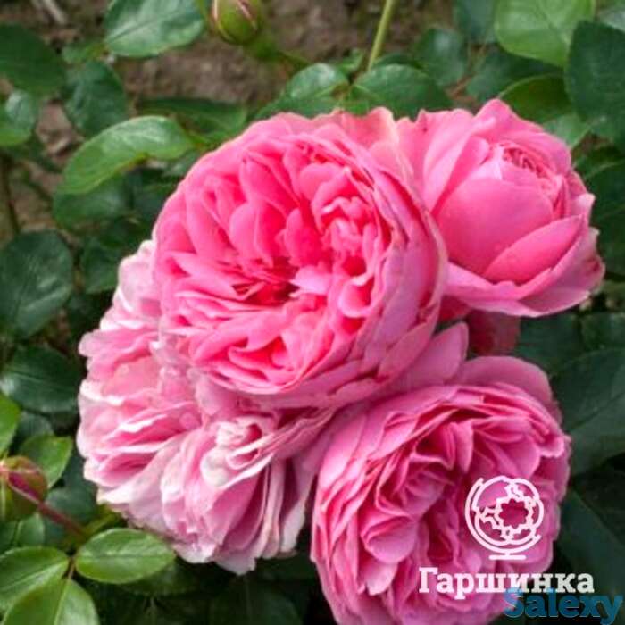 Роза Леонардо да Винчи флорибунда, фотография 1