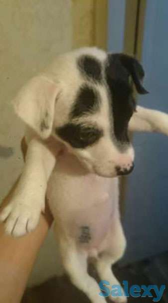 Отличные девочки джек расселов с полным пакетом документов, фотография 1