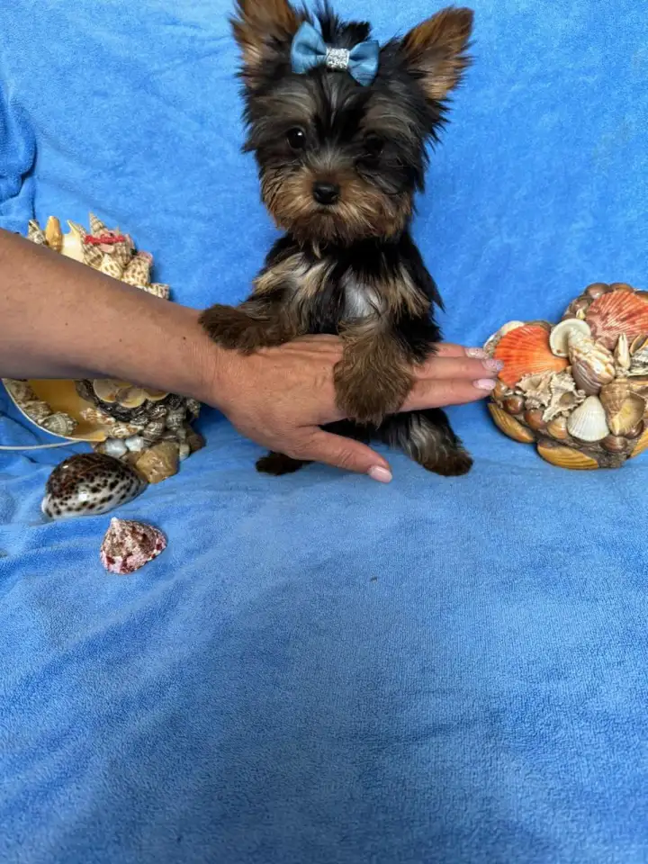 Шикарные малыши Йоркширского терьера, фотография 2