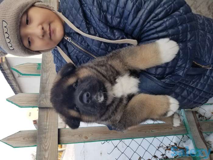 продам щенков Американская акита, фотография 7