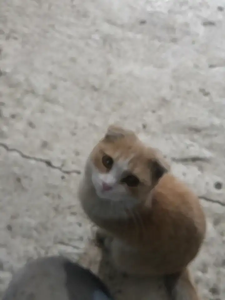 в добрые руки, фотография 1