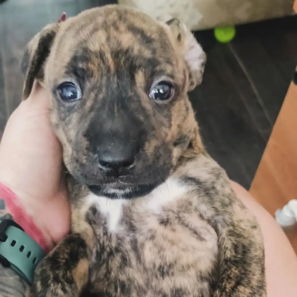 Щенки ПИТСТАФФ остались девочки, фотография 4