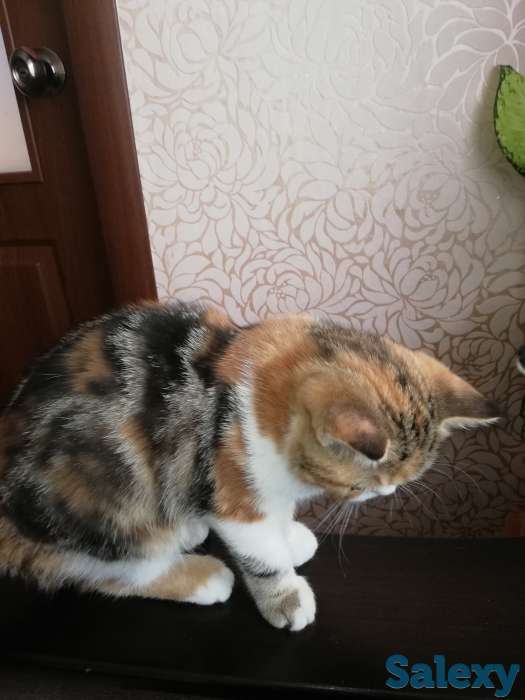 Котенок девочка экзоточка, фотография 5