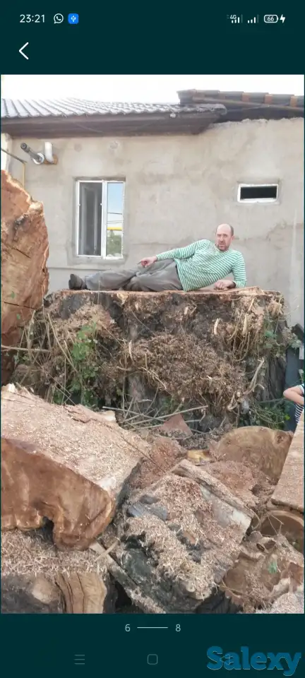 Спил деревьев. Евгений верхолаз (арборист), спецтехника. Обрезка, кронировка., фотография 14