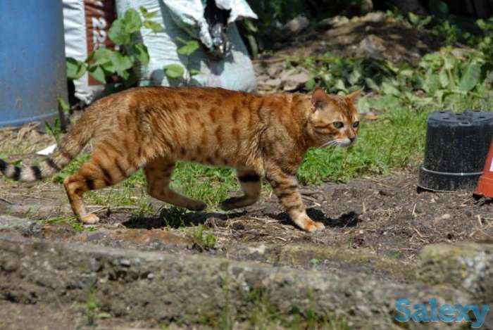 Египетская Мау - ведется запись на котят, фотография 1