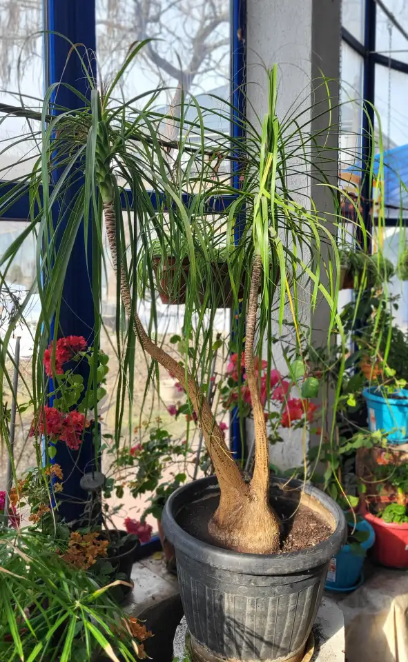 Продам большую Бокарею, фотография 2