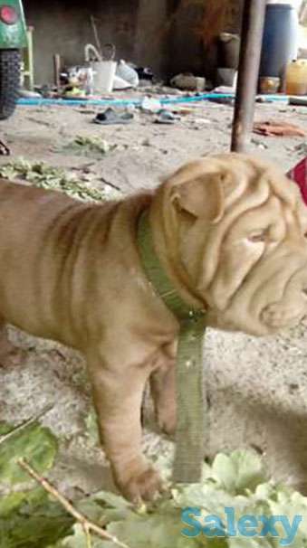 Шарпея, фотография 1