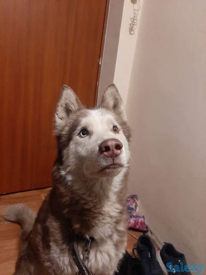 Хаски, фотография 1