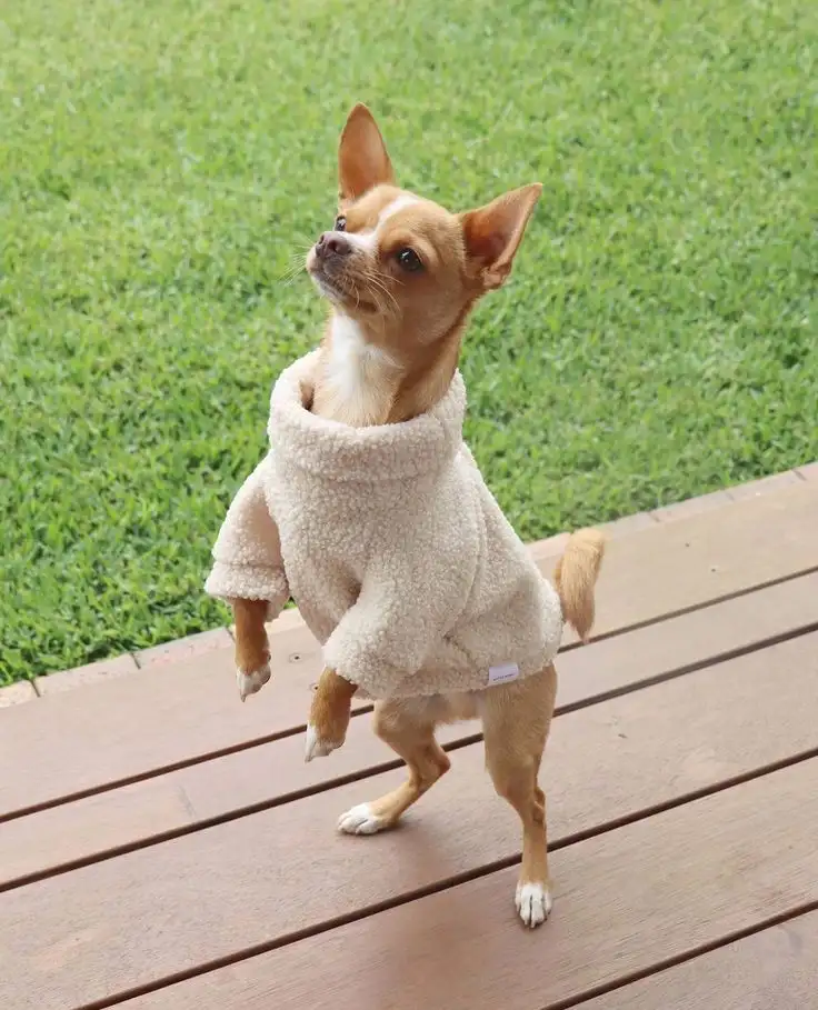 Возьму куплю чихуахуа, фотография 1