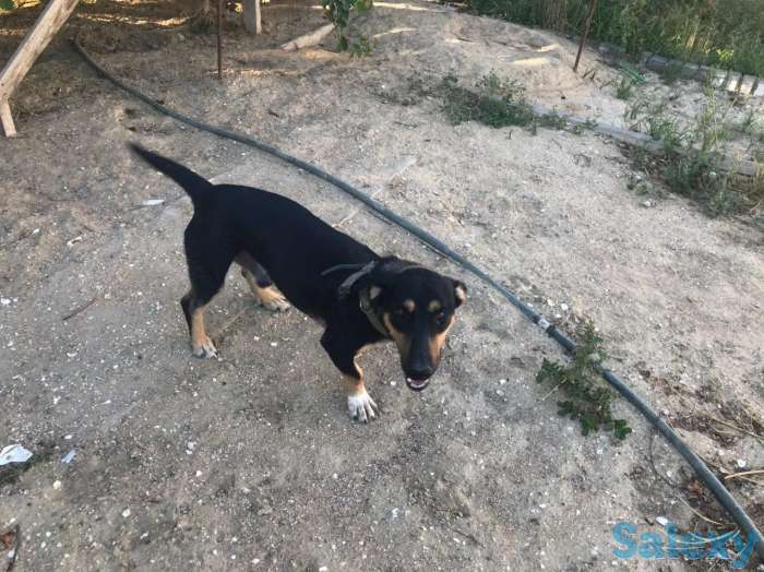 Отдам в добрые руки собак, фотография 1