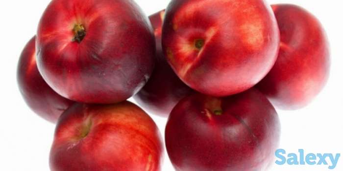 Саженцы нектарин Скиф, фотография 1