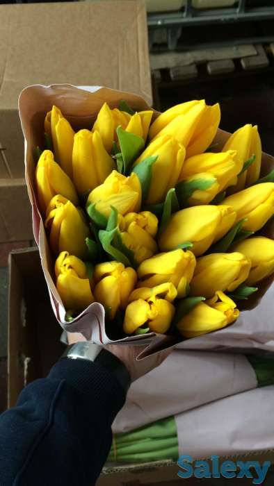 Голландские тюльпаны 10 лучших сортов,оптом и в розницу !, фотография 5