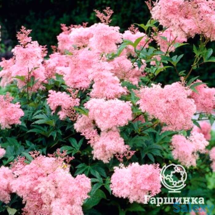 Лабазник (таволга) Венуста, фотография 1