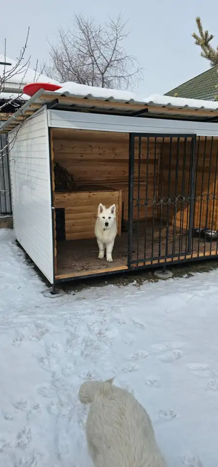 Продам Собак Породы Белая Швейцарская овчарка, фотография 3