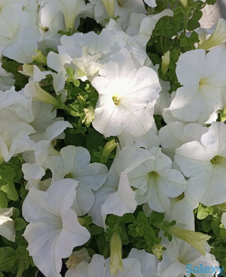 Рассада петунии, фотография 12