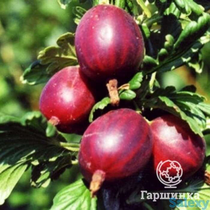 Крыжовник Маяк, фотография 1