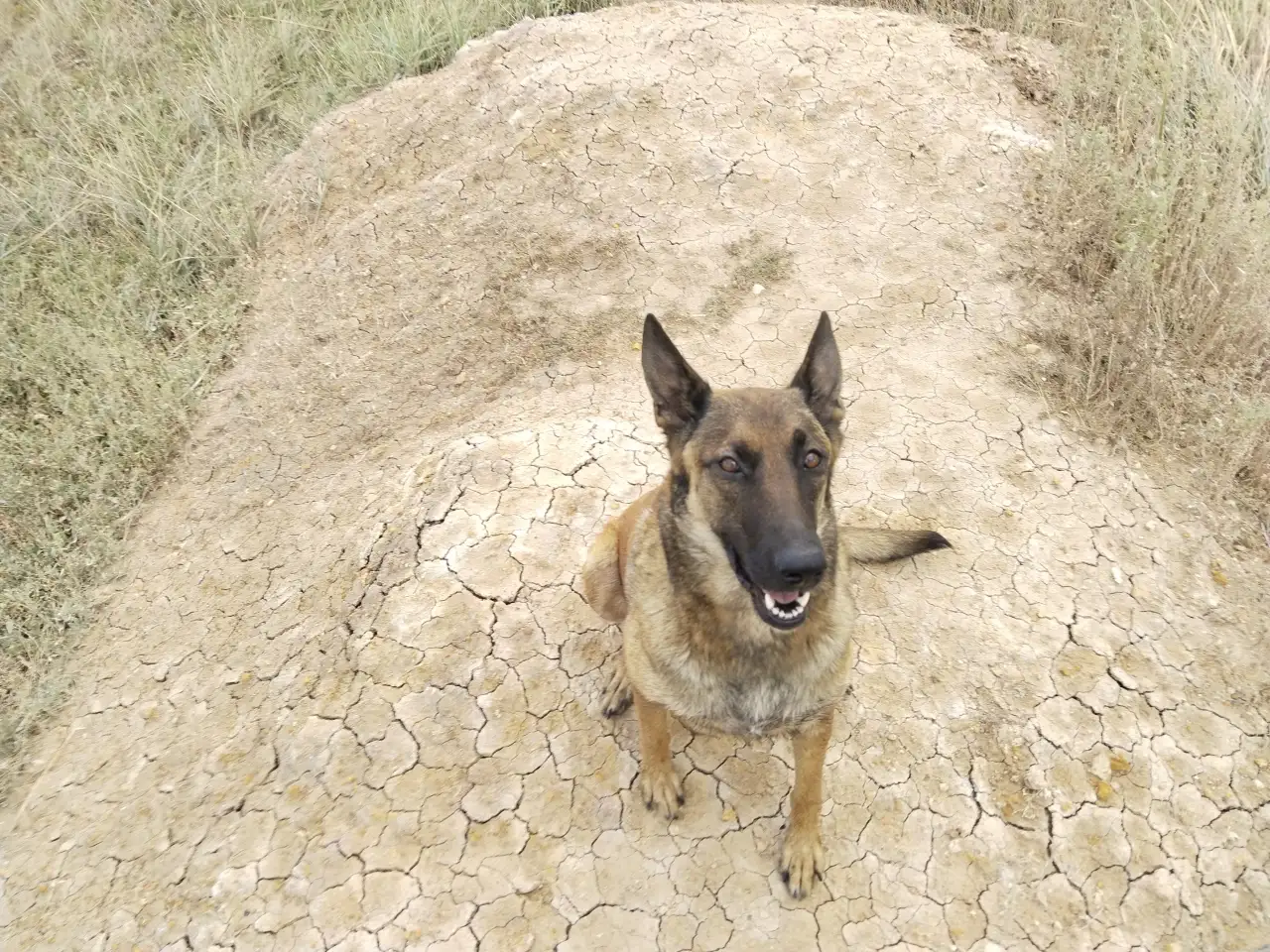Щенки бельгийской овчарки, фотография 1