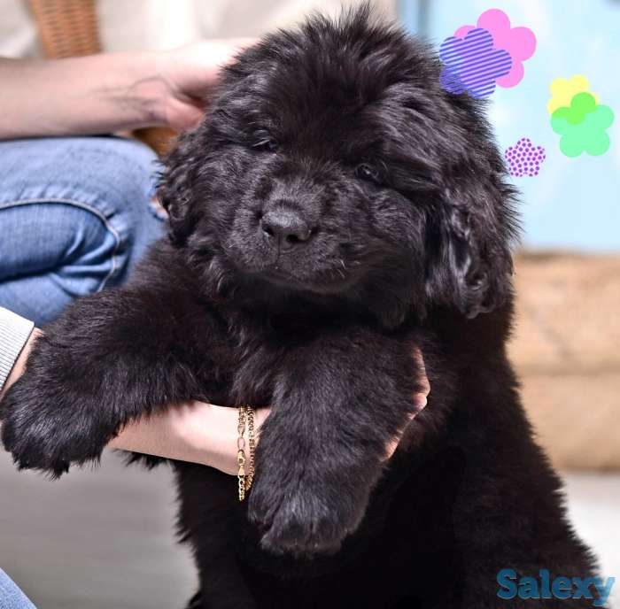 Щенок ньюфаундленда продается, фотография 6