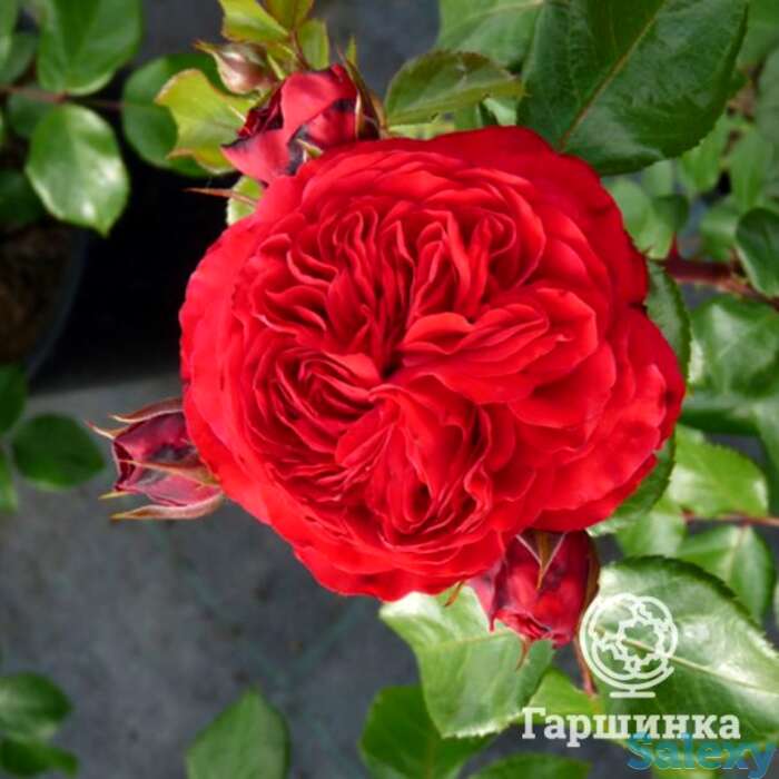 Роза ред леонардо да винчи, мейян, фотография 1