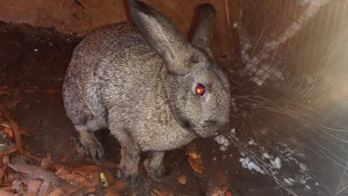 Кролики на продажу, фотография 2