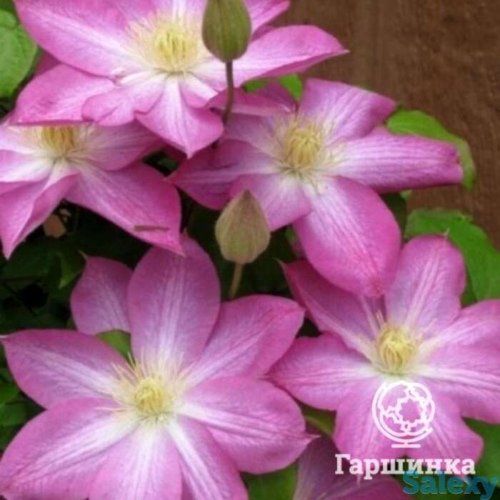 Клематис асао (2), фотография 1