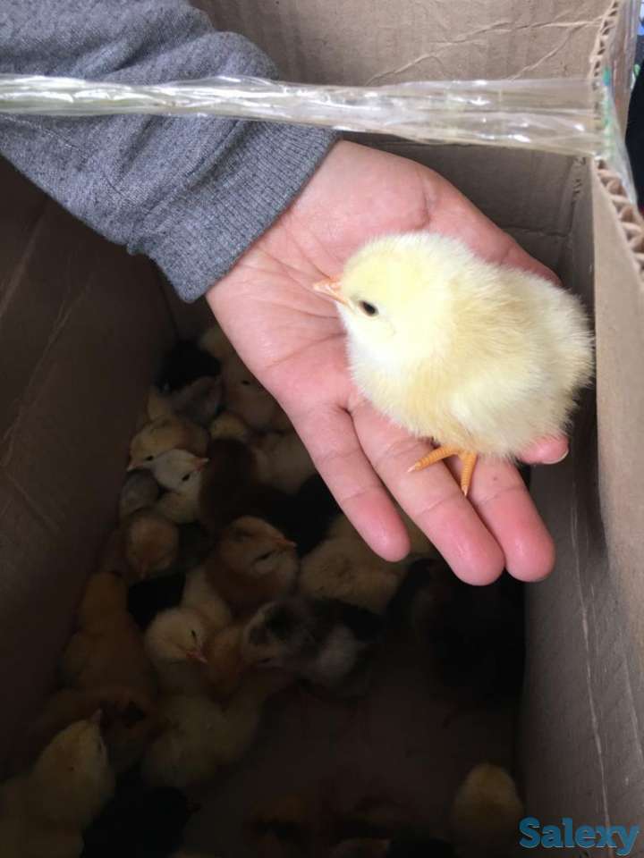 цыплята от домашних кур. балапан уйдін тауыктарынан, фотография 1