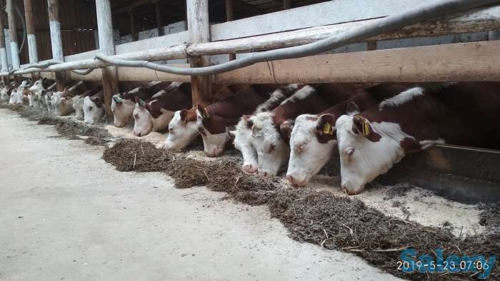 Высокопродуктивный племенной скот из России, фотография 2