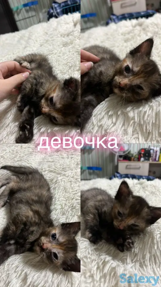 Отдам котят, фотография 3